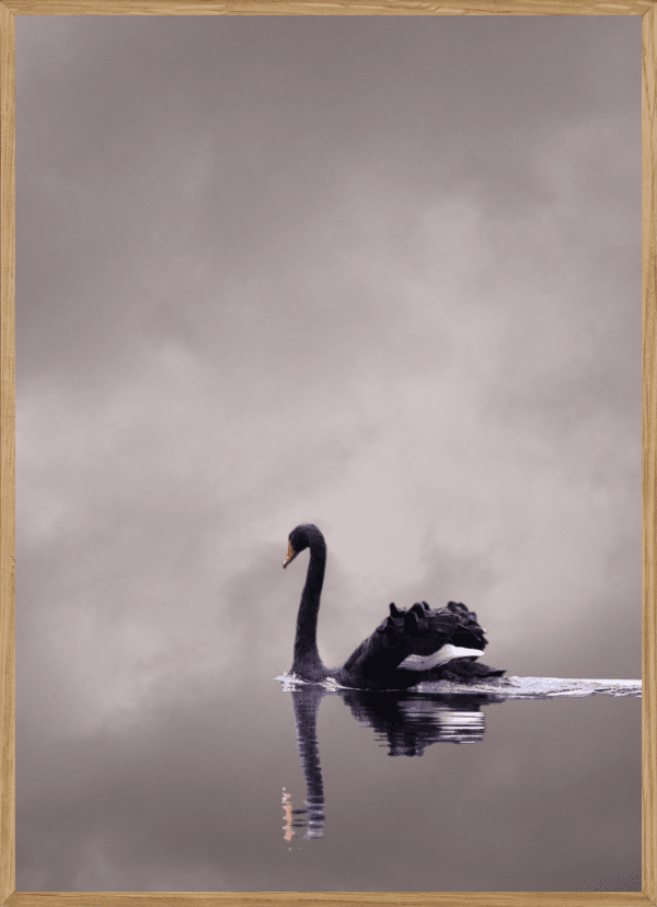 SWAN - BØRNEPLAKAT A3 (29,7 x 42cm) - BØRN > BØRNEPLAKATER - Living Nature