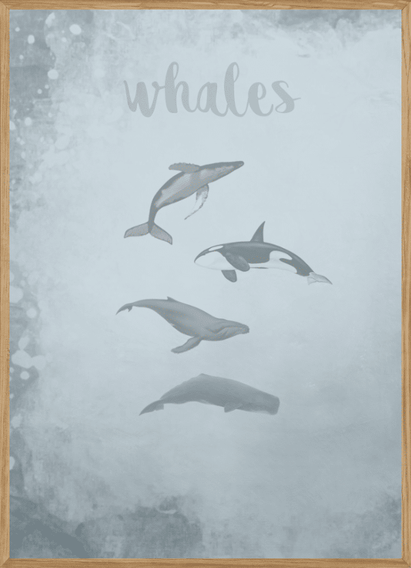 WHALES BLUE - BØRNEPLAKAT A3 (29,7 x 42cm) - BØRN > BØRNEPLAKATER - Living Nature