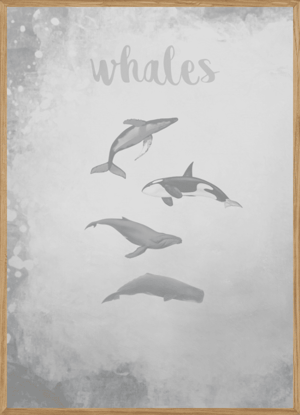 WHALES GREY - BØRNEPLAKAT A3 (29,7 x 42cm) - BØRN > BØRNEPLAKATER - Living Nature