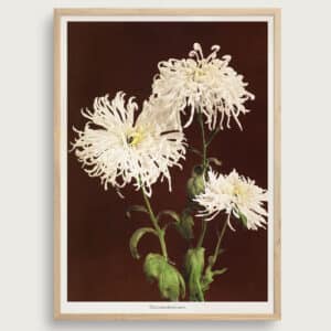 Chysanthemum | Størrelse A3 | taishō
