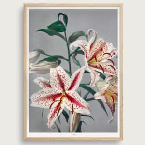 Lily | Størrelse A3 | taishō