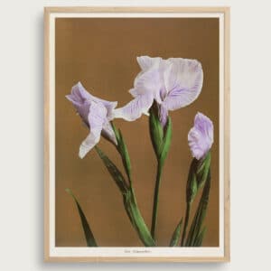 Iris Kæmpferi | Størrelse A3 | taishō