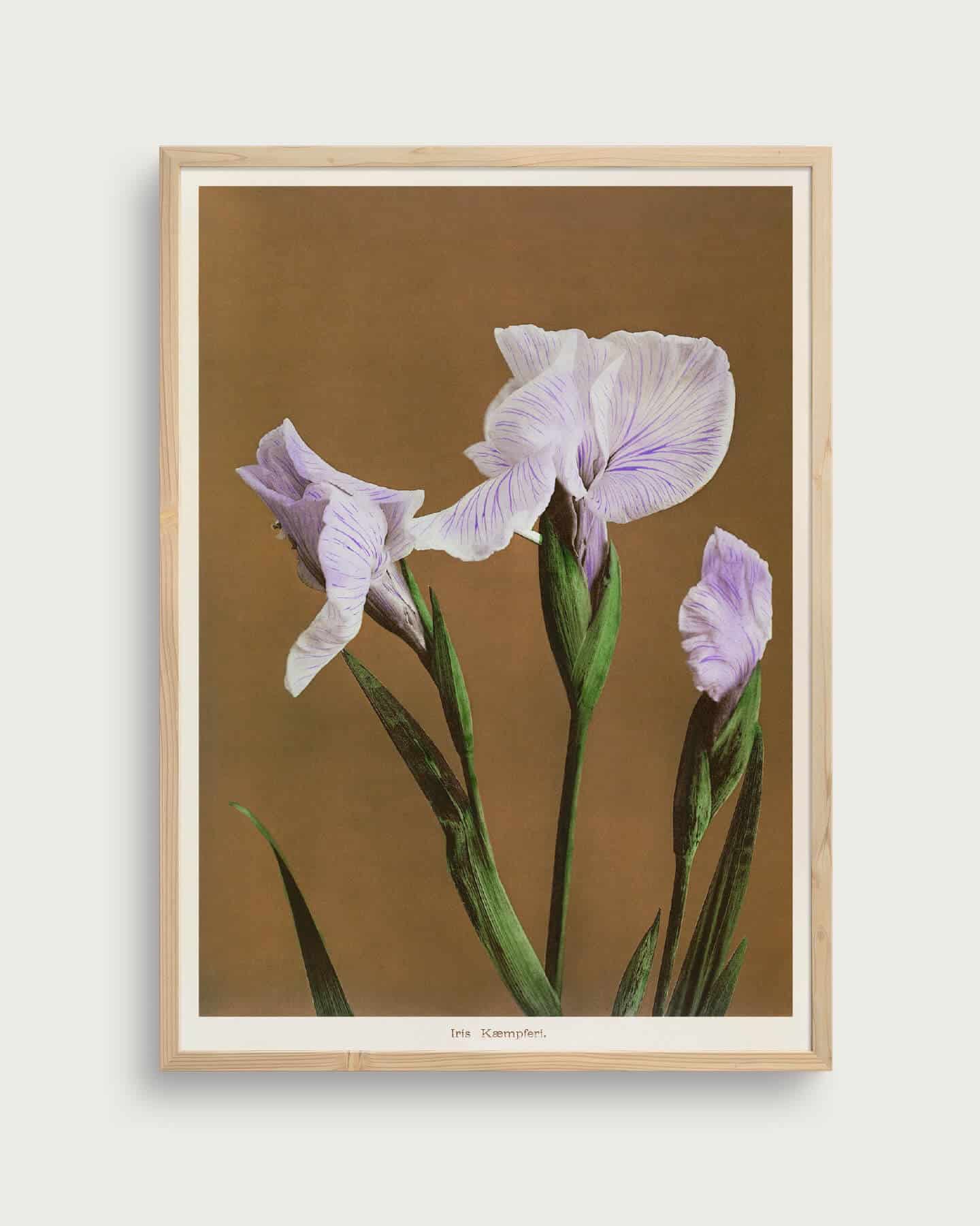 Iris Kæmpferi | Størrelse A3 | taishō